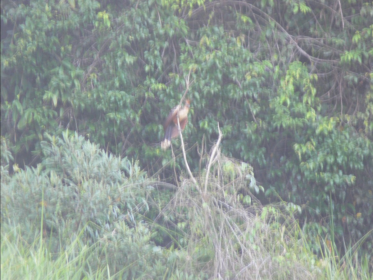 Macaw watching67